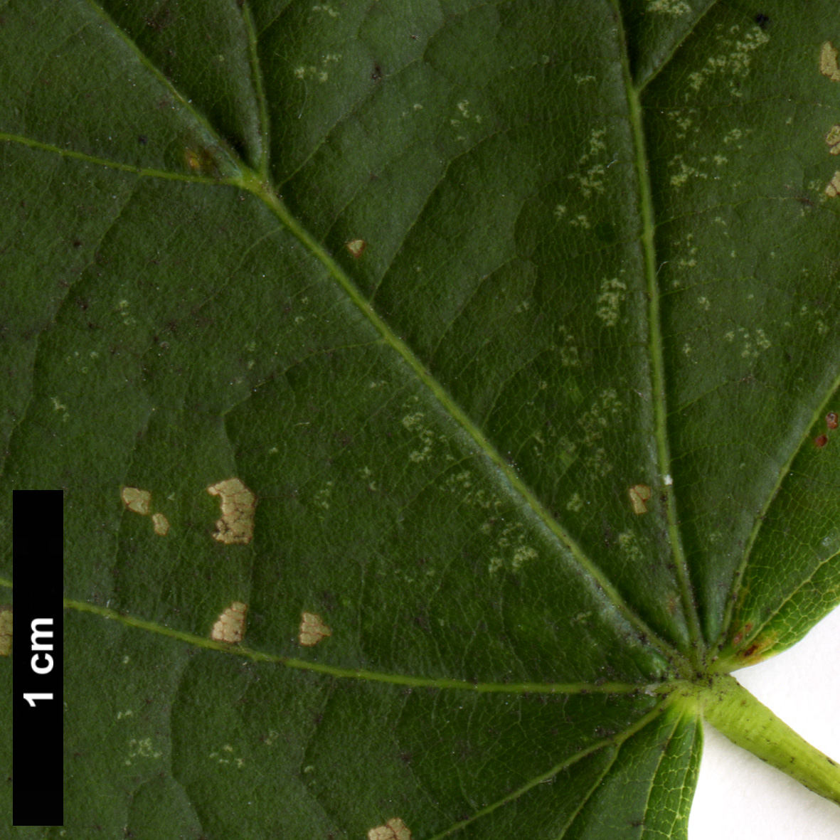 High resolution image: Family: Malvaceae - Genus: Tilia - Taxon: ×europaea (T.cordata × T.platyphyllos)